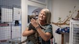 Kitten season ramps up in Clark County including at Vancouver cat shelter Furry Friends