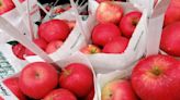 Apple Harvest Day, Food Truck and Craft Beer Festival: Things to do in Seacoast