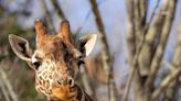 A ‘tall order’ at the North Carolina Zoo: Leia the giraffe is expecting a baby