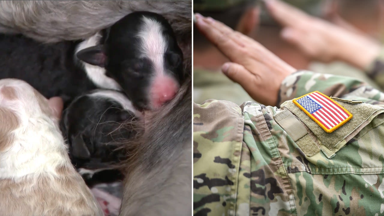Arizona dog gives birth on Memorial Day, pups will be gifted to veterans for support