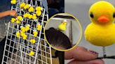 Qué significan los patos amarillos en la cabeza, la nueva tendencia que apareció en las redes | Por las redes