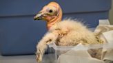 Zoológico de Los Ángeles rompe récord con 17 polluelos de cóndor de California nacidos este año