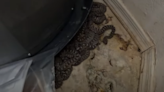 Encuentran en garaje de Arizona escalofriante madriguera con 20 serpientes de cascabel