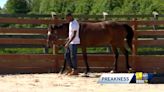 News We Love: Maryland farm helps inmates build futures through grooming horses