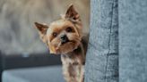 New research unveils DC’s most popular dog breed and pet name - WTOP News