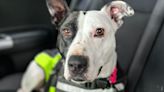 Scotland's loneliest dog living at Hamilton centre finds 'forever home'