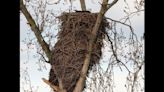 Bald eagle nests are massive, and this beauty is a high-rise