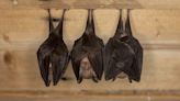 Bats have complex social lives, researchers say