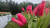 Tulip Time Festival: Many tulips past bloom