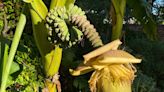 Banana tree growing in London garden ‘due to climate change’