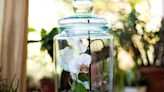 How To Make An Orchid Terrarium – Create A Beautiful Living Artwork