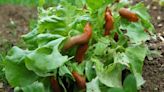 Gardening task to avoid that’s a magnet for slugs to chew through your plants