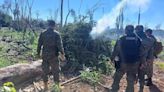 La Nación / Canindeyú: destruyen plantaciones de marihuana equivalentes a más 120 mil kilos