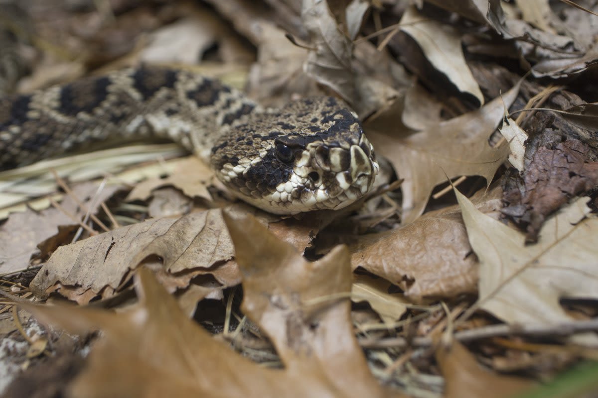 Eastern diamondback rattlesnake map shows habitats in US states