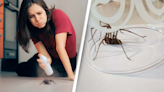 Reason you should never kill a spider in your own home