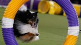 Who will win Best in Show at Westminster Kennel Club Dog Show? TV channel, streaming info, new breeds