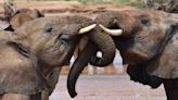 Los elefantes se llaman entre sí por sus nombres personales