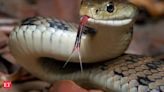 Snake bites sleeping laborer in Bihar; Man bites back snake three times. What happens next will shock you - The Economic Times