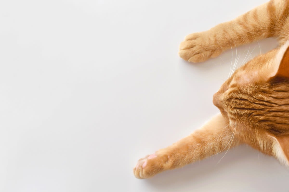 Viral 'I Go Meow Cat' Passes Away Leaving the Internet Heartbroken