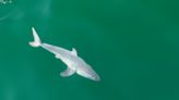 Live newborn great white shark seen for first time, study says