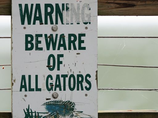 13 things to know about alligators in North Carolina