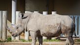 Computer model suggests frozen cells could be used to save northern white rhino from extinction