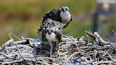 New Bedford Foss Marine Terminal project makes way for ospreys