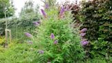 Garden plant to stay clear of that’s more dangerous than Japanese knotweed
