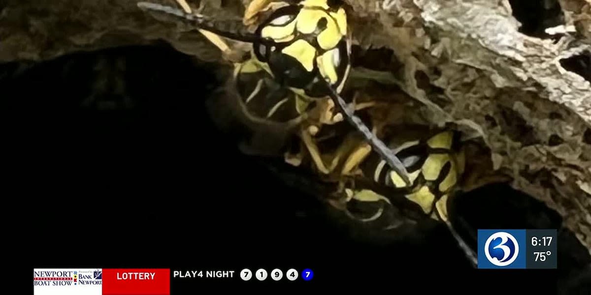 Aggressive species of yellowjackets found in Connecticut