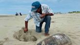 Encuentran delfines y tortugas muertas en playas de Guasave, Sinaloa; investigan si fue por contaminación por plásticos
