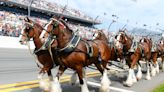 'That's not supposed to happen': Tense moments as Budweiser Clydesdale falls at San Antonio rodeo