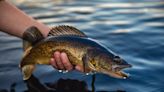 What species of fish can be found in Pennsylvania?