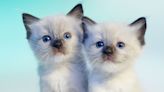 Woman Receives 2 Clones of Her Late Cat for $50,000 After 2 Failed Attempts to Copy the Pet