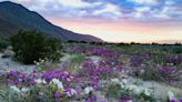 A California superbloom is springing to life and the best is yet to come