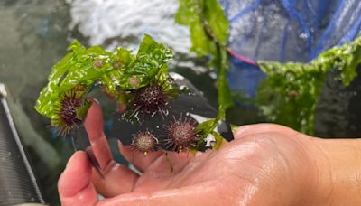 新北市海洋復育園區復育放流6000紫海膽 | 蕃新聞