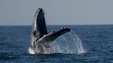 Whale-watching excursions off Rio de Janeiro's coast begin captivating tourists