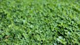 Everything You Need to Know About Clover Lawns, the Eco-Friendly Landscaping Trend That Calls for Just 4 Mowings Per Year