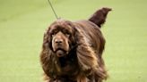 4 “Hidden Gem” Breeds to Look for at Westminster’s 146th Annual Dog Show