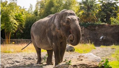 'Remembering Suki'; Point Defiance Zoo says goodbye to beloved elephant