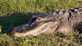 Man loses part of arm after alligator bite during Seminole lake swim