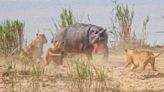 Lone Hippo Caught on Camera Trying to Fight Off 5 Lionesses