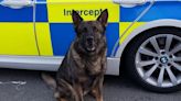 Missing man from Tintagel tracked down by police dog Reno