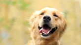 Golden Retriever and Toddler's Game of 'Hide and Seek' Is Too Cute for Words