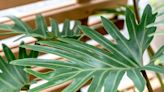 How To Grow And Care For Philodendron Outdoors