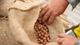 Hazelnut prices tumble as Oregon farmers produce record crop