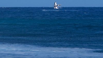 Whale breach seen during Paris Olympics surfing semi-final competition in Tahiti