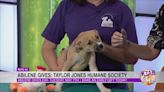 Abilene Gives: Taylor Jones Humane Society