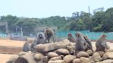 東非狒狒餘波 動保團體指控六福村動物園濫訴追殺