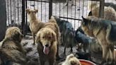 126 Dogs Rescued from 'Illegal Slaughterhouse' in China