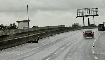 'Nessie' Spotted on Side of Texas Highway | News Talk 550 KFYI | Coast to Coast AM with George Noory